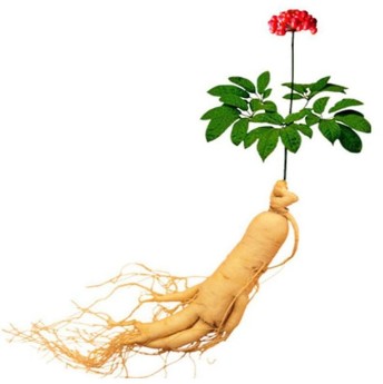 The root of ginseng in the composition of the Xtrazex(1)
