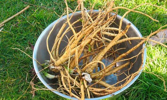 calamus root for increased potency