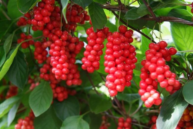 Schisandra to increase potency.