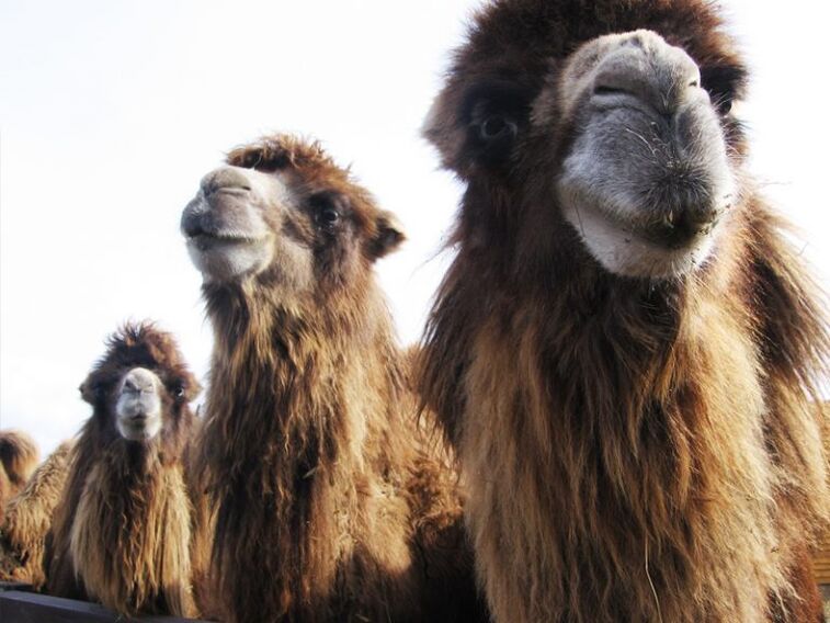 camel and its stomach for potency